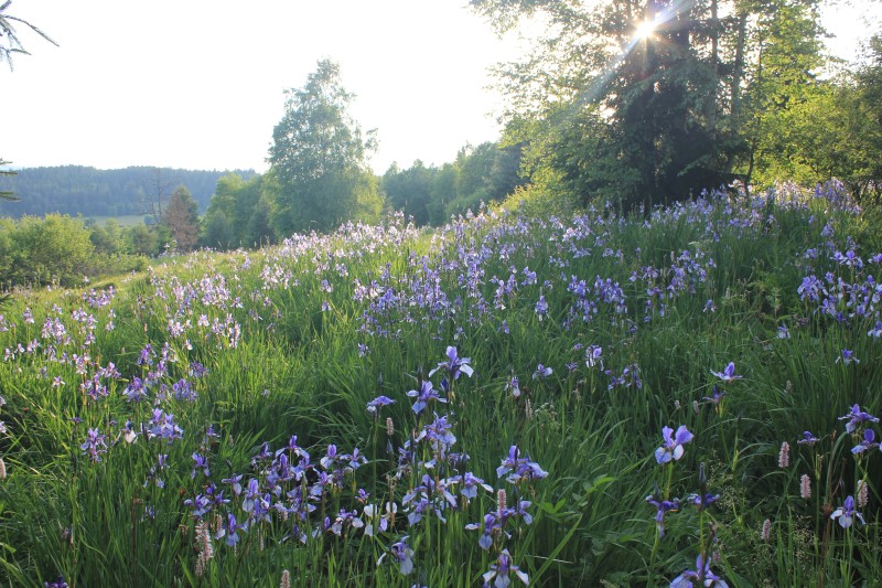 Kosatec sibiřský (Iris sibirica)