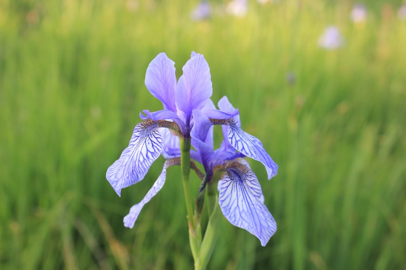 Kosatec sibiřský (Iris sibirica)