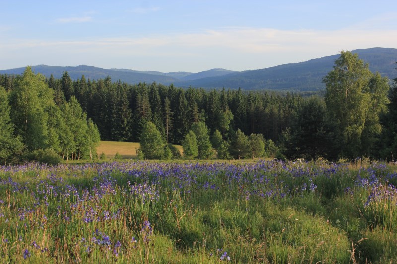 Kosatec sibiřský (Iris sibirica)